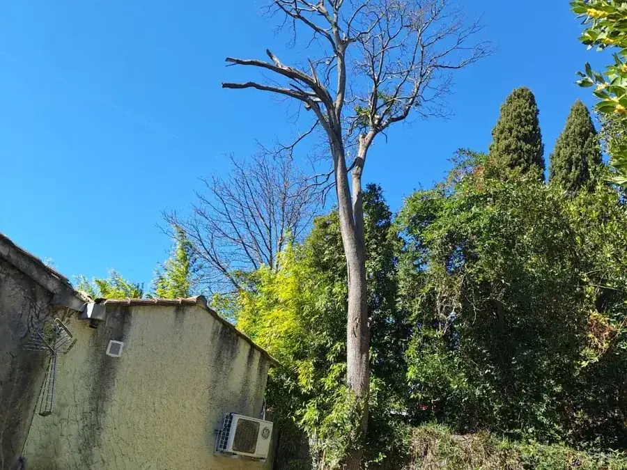 Création de jardin paysager en Provence — terrasse, allées et plantations méditerranéennes