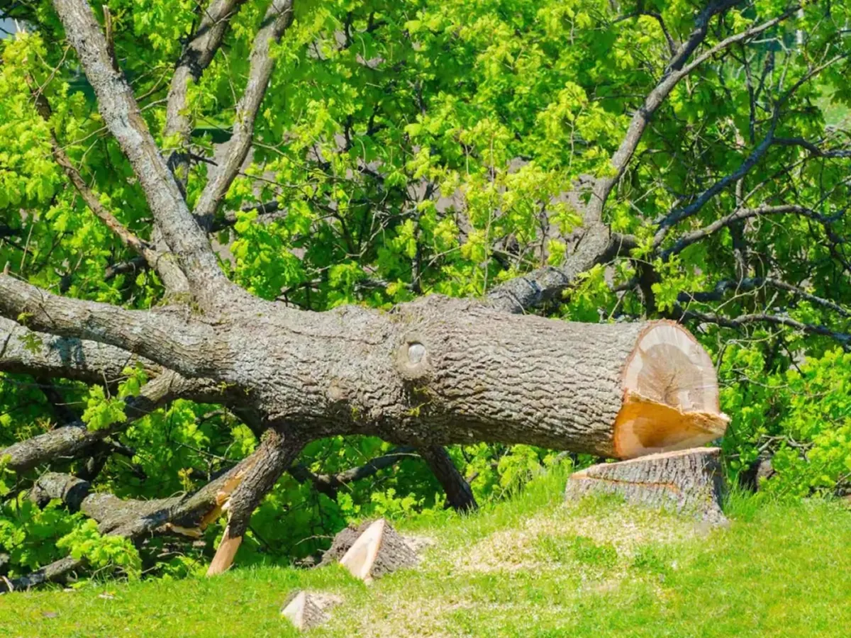 Élagage d'arbre par MJ Services 13 dans les Bouches-du-Rhône