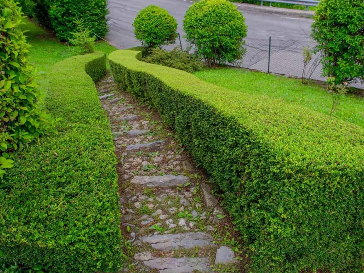 Entretien de jardin par MJ Services 13 — tonte, taille de haie, soin des massifs