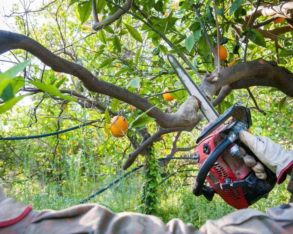 Artisan MJ Services 13 en intervention dans un jardin provençal — paysagisme et entretien