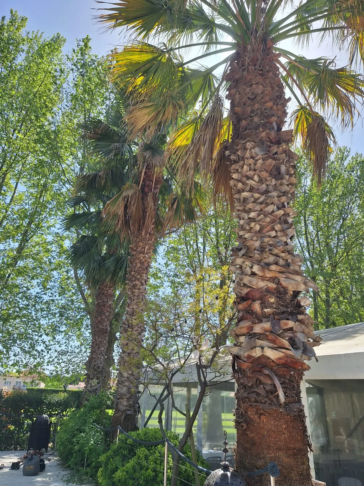 Cerclage de palmiers terminé à Saint-Victoret par MJ Services 13