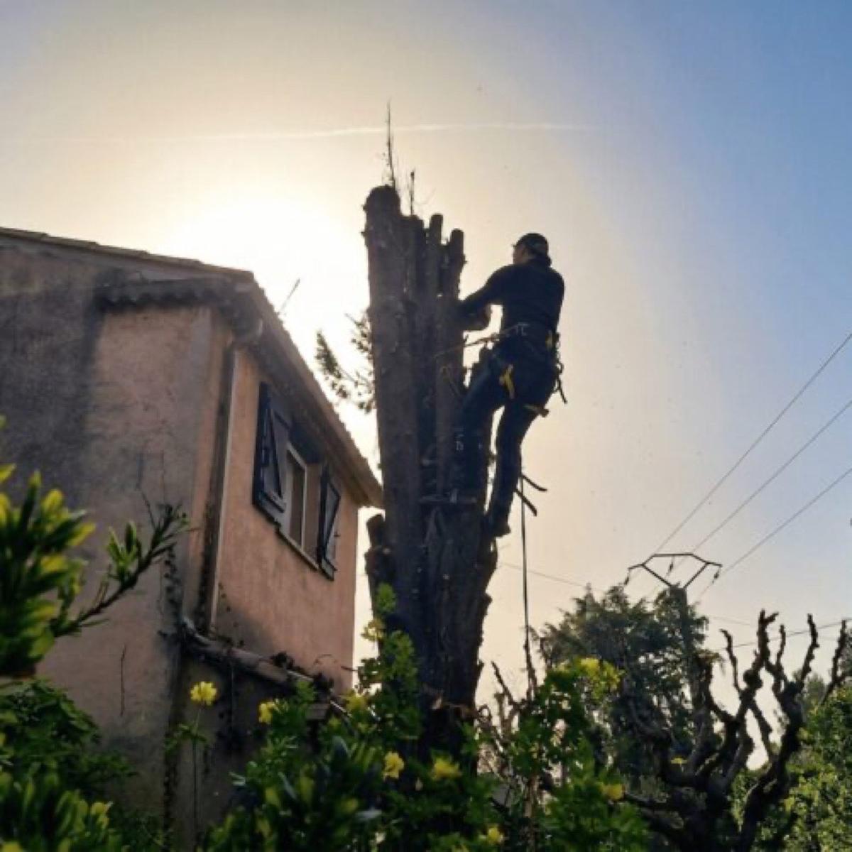 Arbres en limite de toiture avant intervention à Carry-le-Rouet