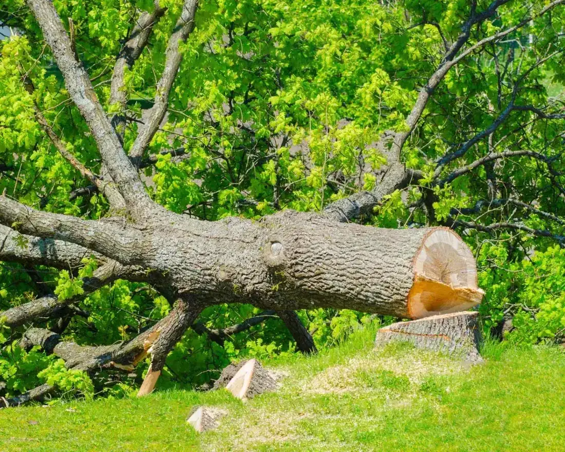 Élagage d'arbre par MJ Services 13 dans les Bouches-du-Rhône
