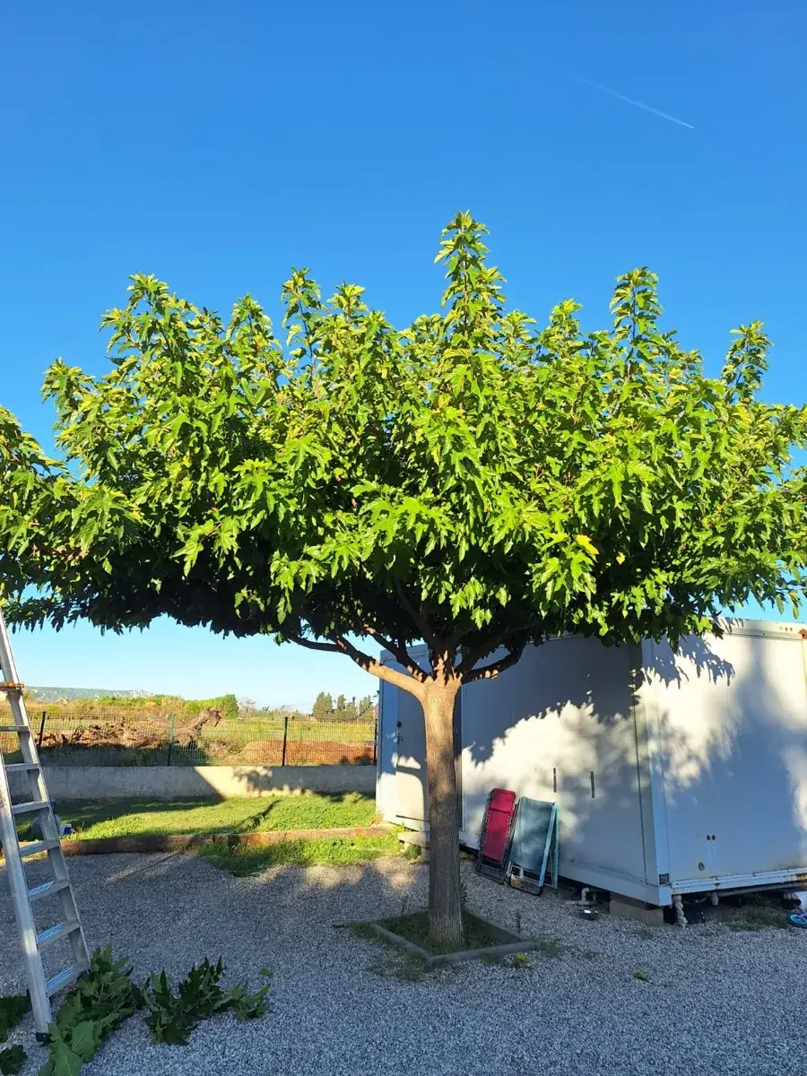 Taille de cyprès par MJ Services 13 — haie taillée à hauteur maîtrisée