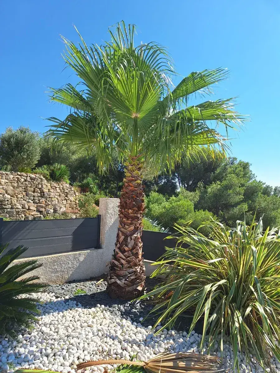 Élagage de palmier par MJ Services 13 — coupe sécurisée des palmes sèches
