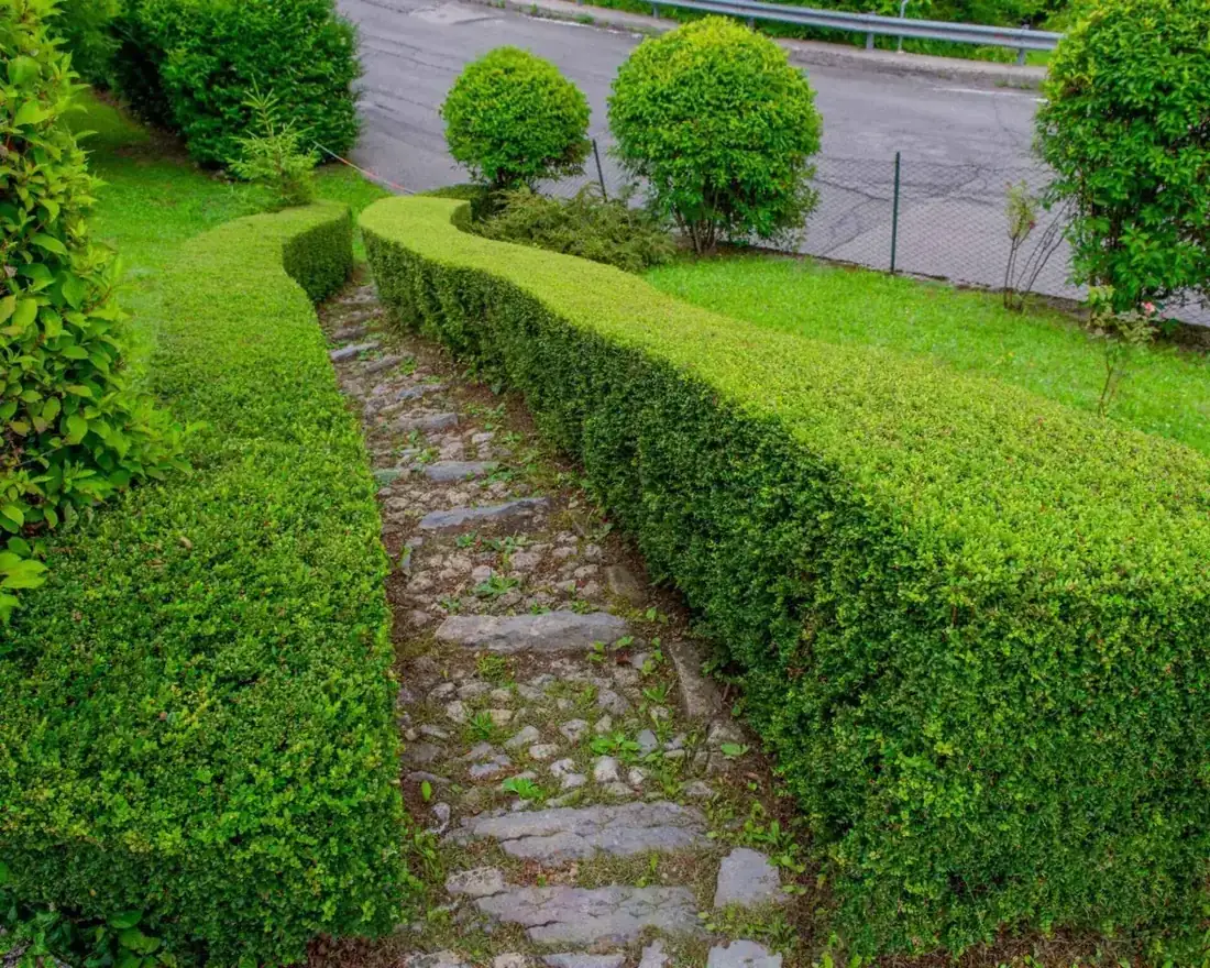 Entretien de jardin par MJ Services 13 — tonte, taille de haie, soin des massifs