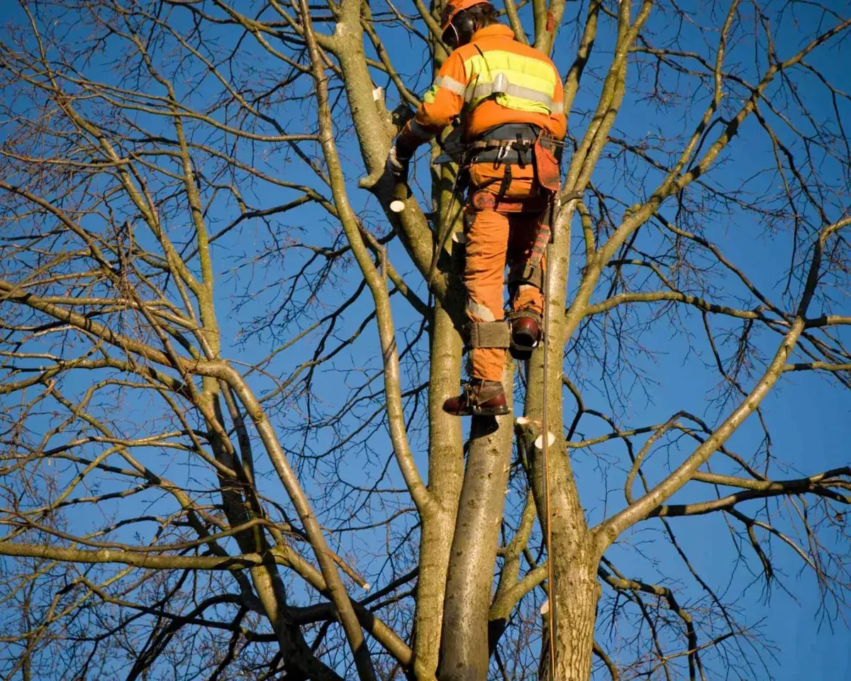 Paysagiste à Allauch par MJ Services 13