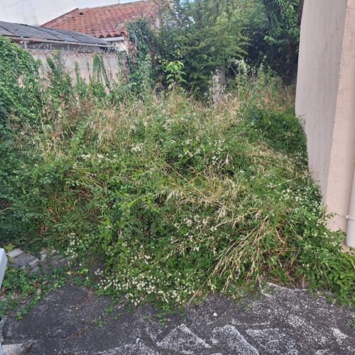Terrain avant débroussaillage à Bouc‑Bel‑Air