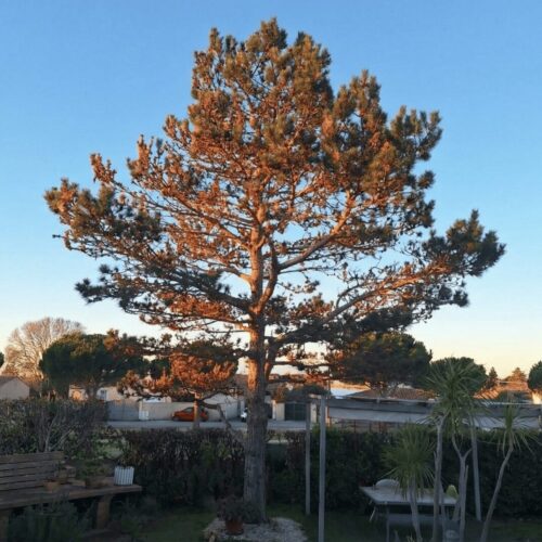 Convert_this_Mediterranean_garden_photo_with_tall_-1769610030373