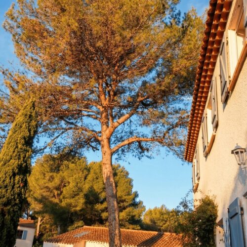 Enhance_and_beautify_this_exact_Mediterranean_cour-1769603904415