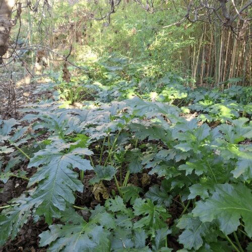 Remise en État de Terrain avec Terrassement