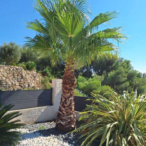 elagage-palmier1
