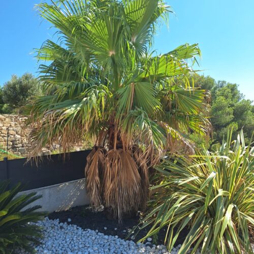 elagage-palmier2