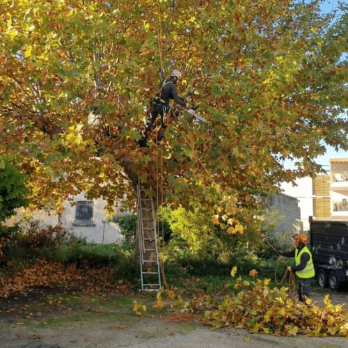 elagage-platane-en-cours-marignane
