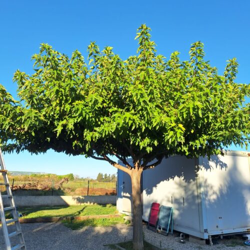 elagage-platane-maetigues1