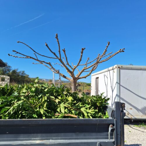 elagage-platane-maetigues2