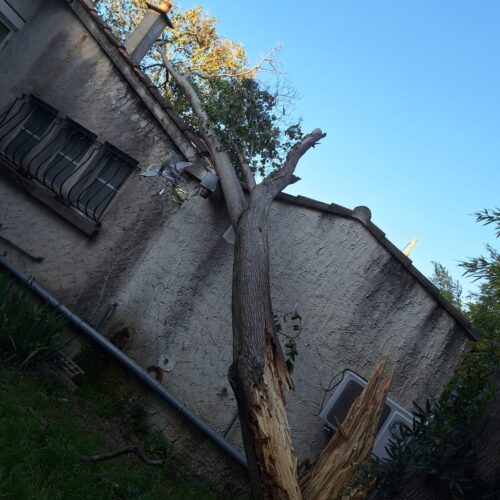 intervention-arbre-mistral-salon-de-provence1