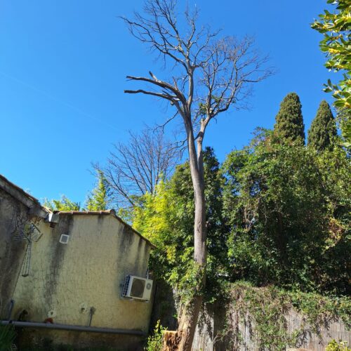 intervention-arbre-mistral-salon-de-provence3
