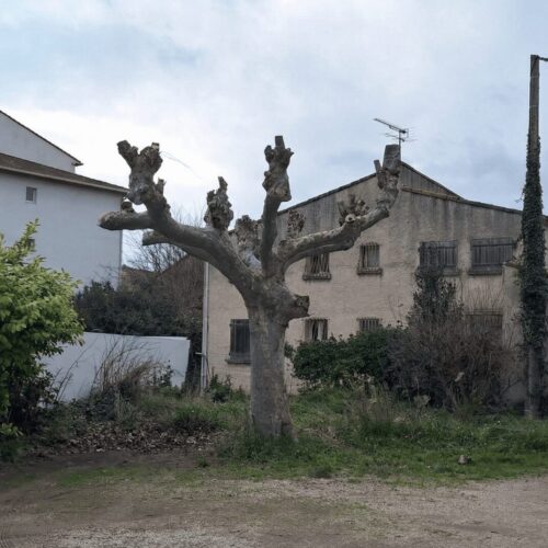 platane-apres-elagage-marignane