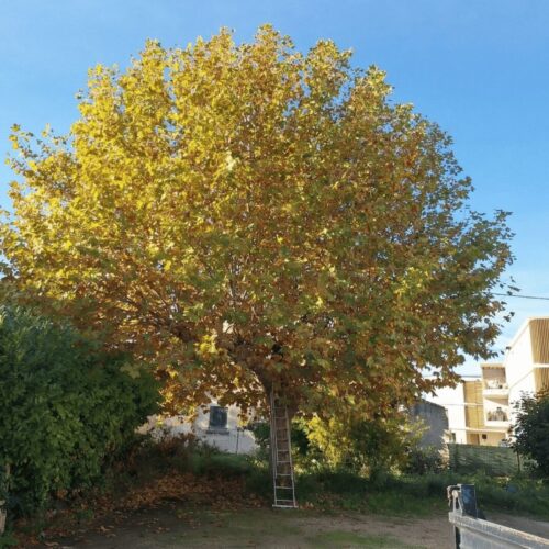 platane-avant-elagage-marignane