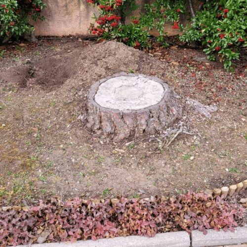 souche-avant-rognage-aix-en-provence